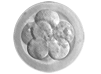 embryo